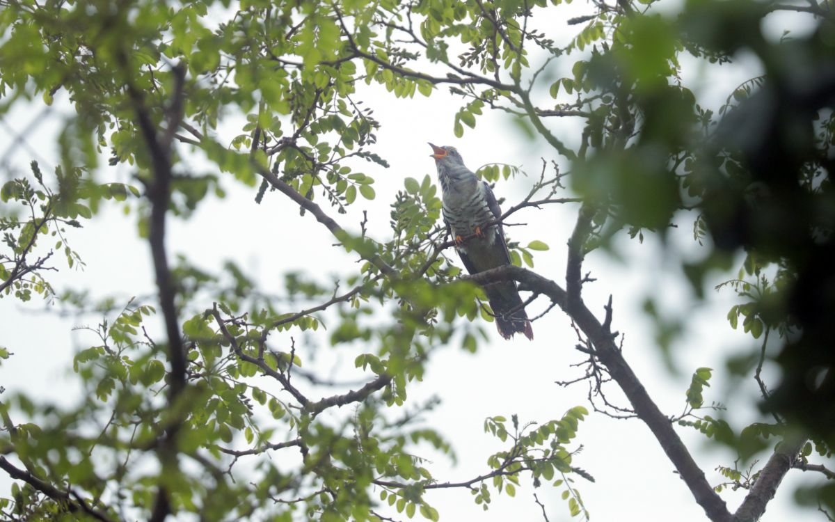 鳴くのなら 撮って見せよう ホトトギス 動物 鳥類 Ganref 鳴くのなら 撮って見せよう ホトトギス 動物 鳥類 Ganref