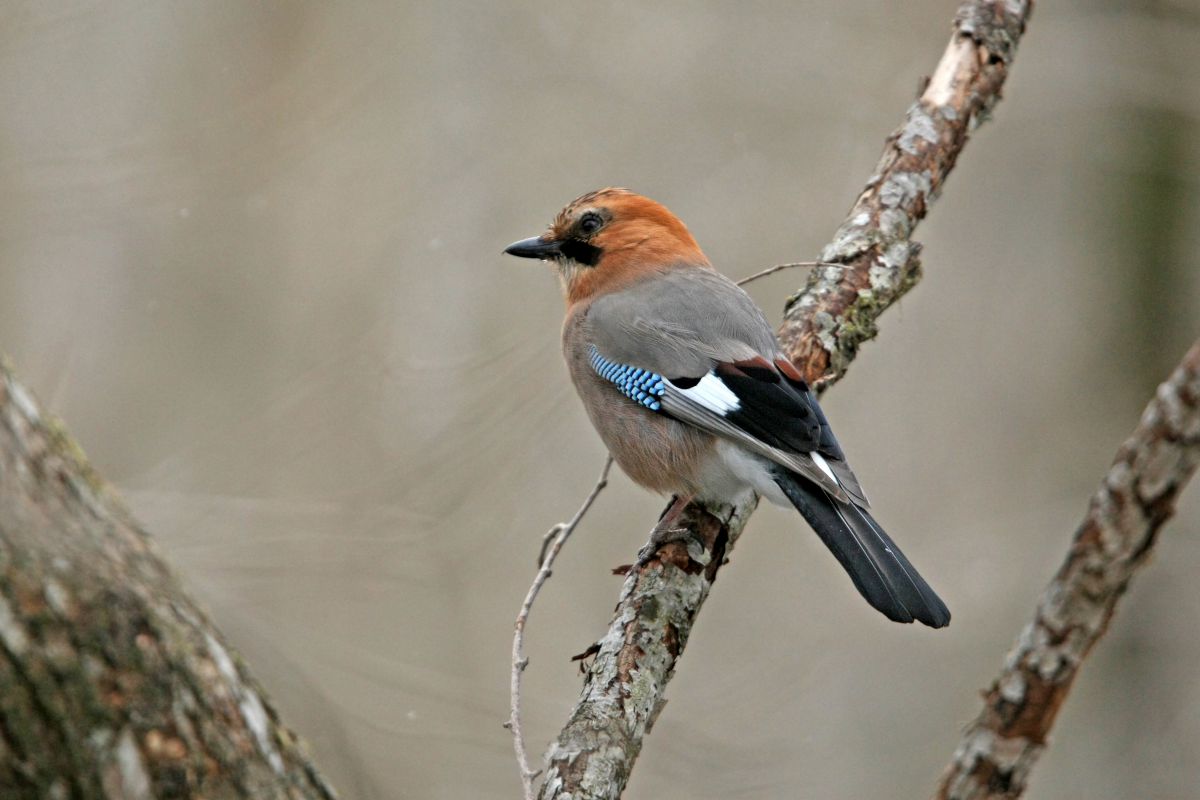 春は近いか ミヤマカケス 動物 鳥類 Ganref 春は近いか ミヤマカケス 動物 鳥類 Ganref