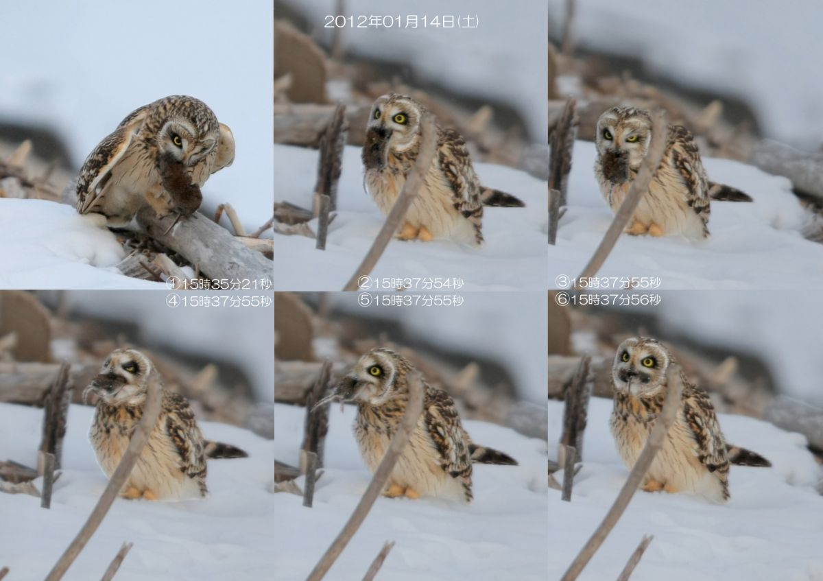 グロ嫌いclick禁止 ネズミ丸飲みコミミズク6枚組 動物 鳥類 Ganref