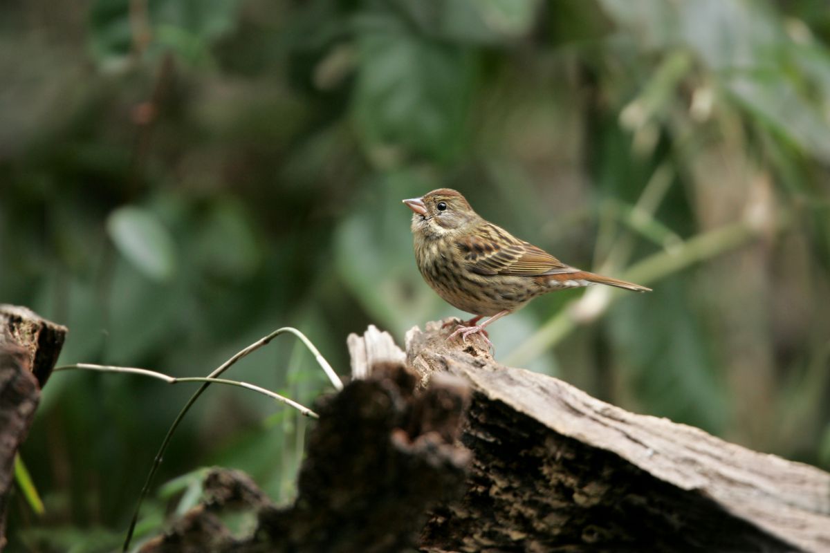 神宮の森で クロジ 動物 鳥類 Ganref 神宮の森で クロジ 動物 鳥類 Ganref