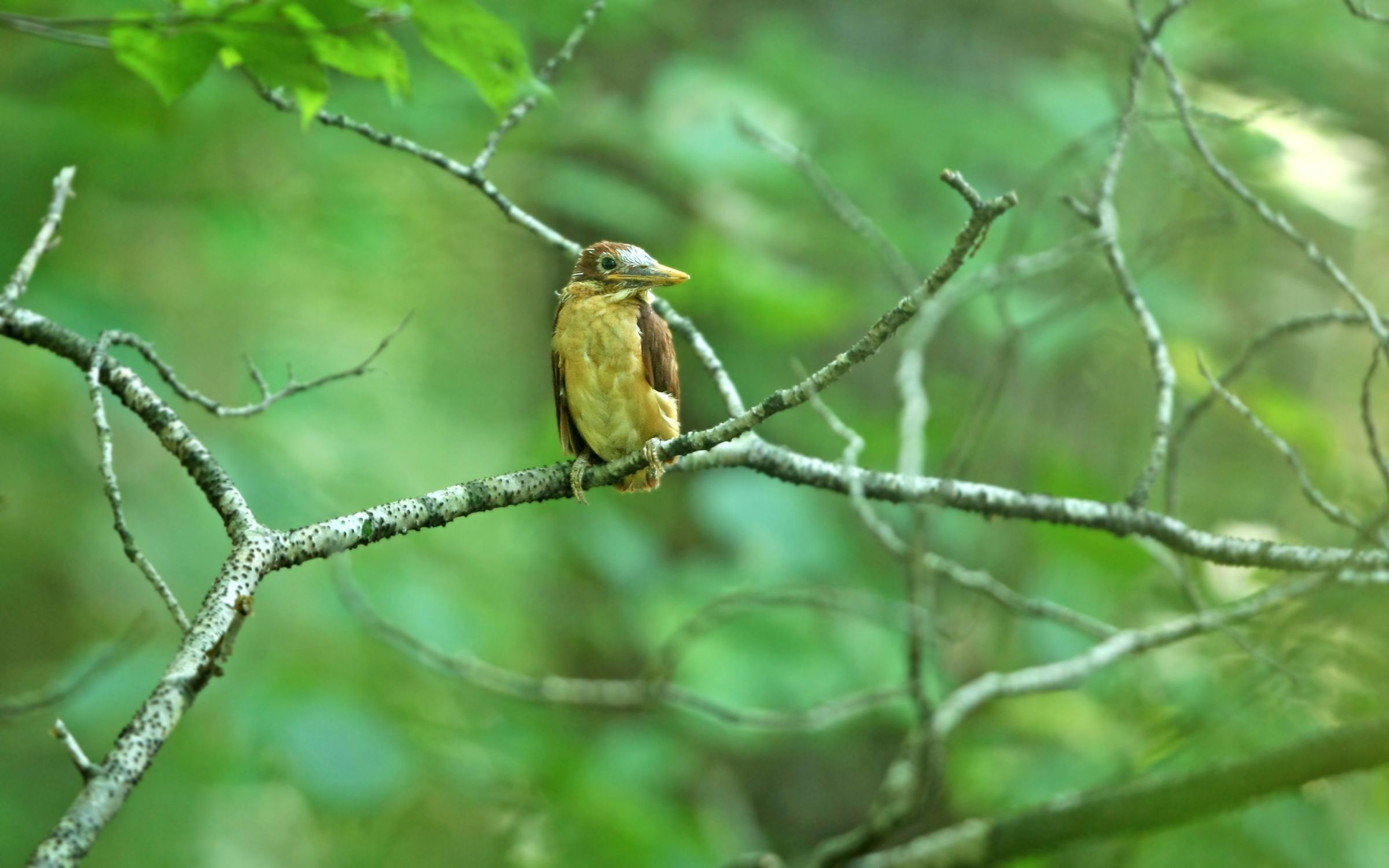岸本ウラチ　アカショウビン 巣立ちから2時間半後、アカショウビン雛 | GANREF