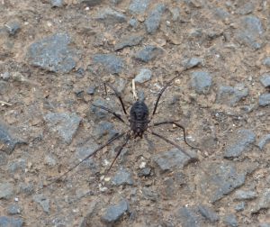 ザトウムシ なんだｗ 動物 虫 昆虫 Ganref