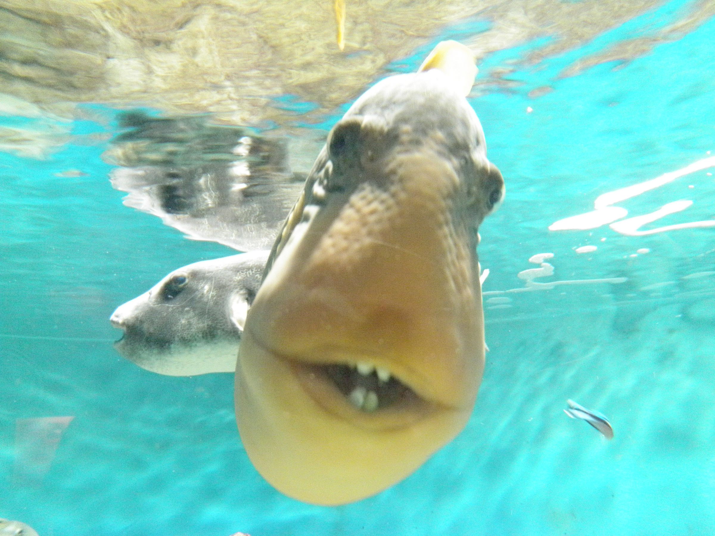 しーまん Kawasaki ZX14 - Montgomery Motorsports