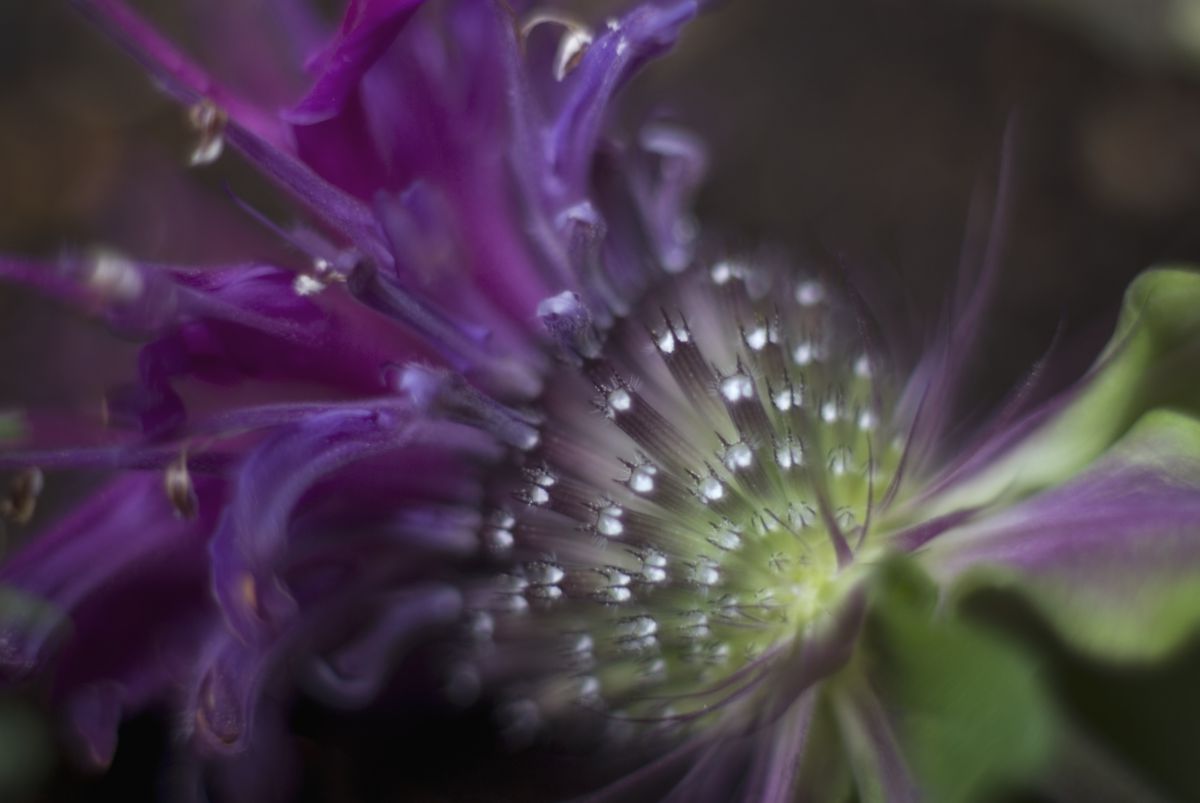 不思議な美 植物 花 花びら Ganref
