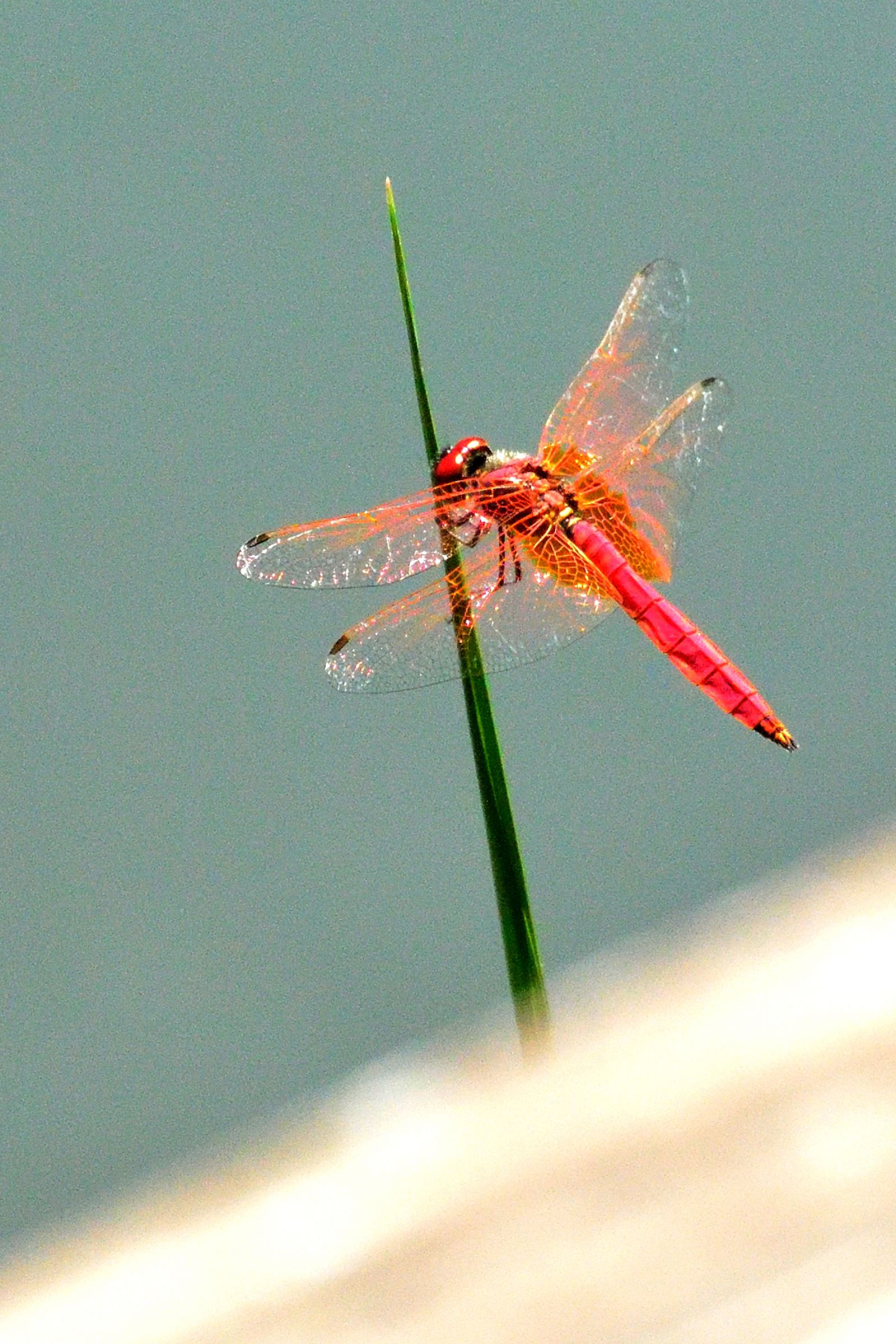 紅葉とトンボのリトグラフ fcb47521f8117017555cd7aa38e252