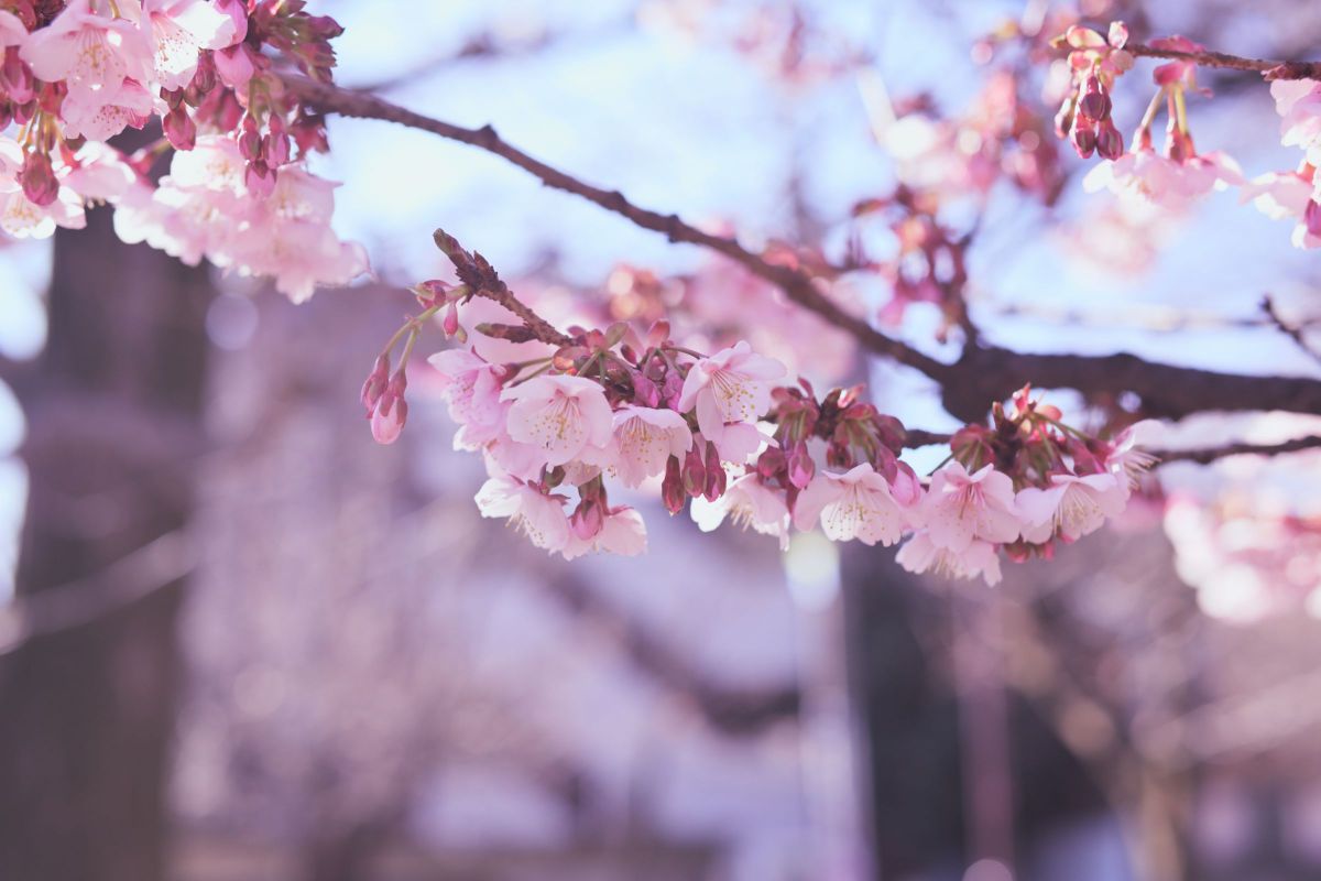 SIGMA 30mm F1.4 DC DN | Contemporaryで撮影された写真 | 写真検索