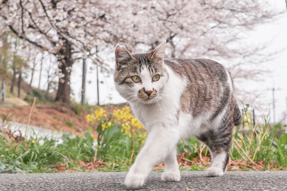 猫と桜 | GANREF