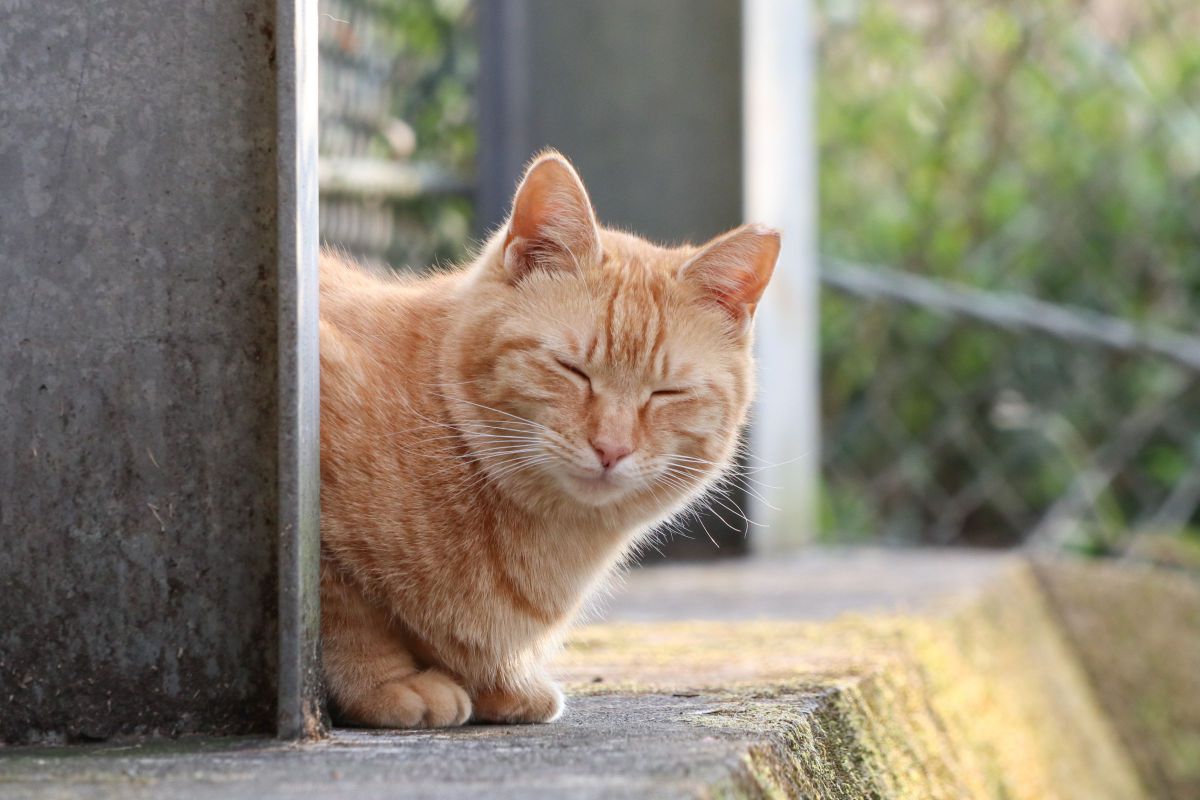 ほっこりにゃん 動物 猫 Ganref