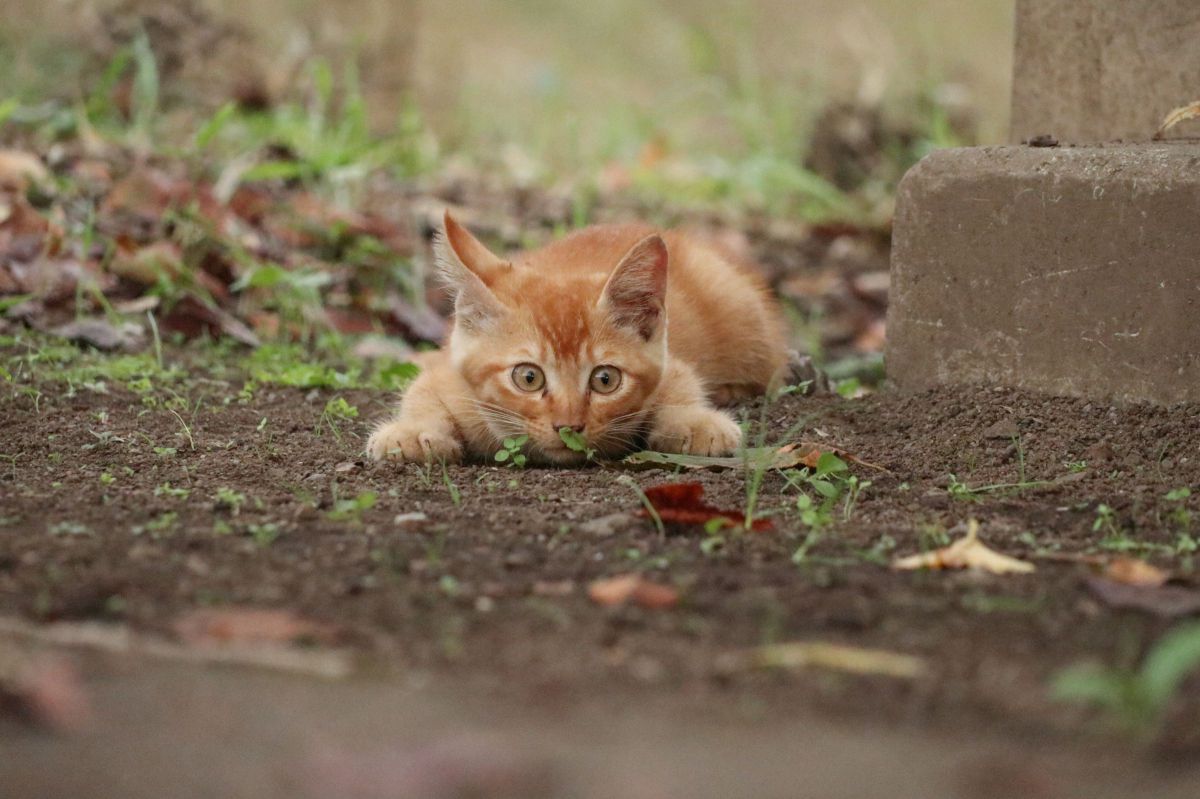 興味津々  動物 ＞ 猫  GANREF