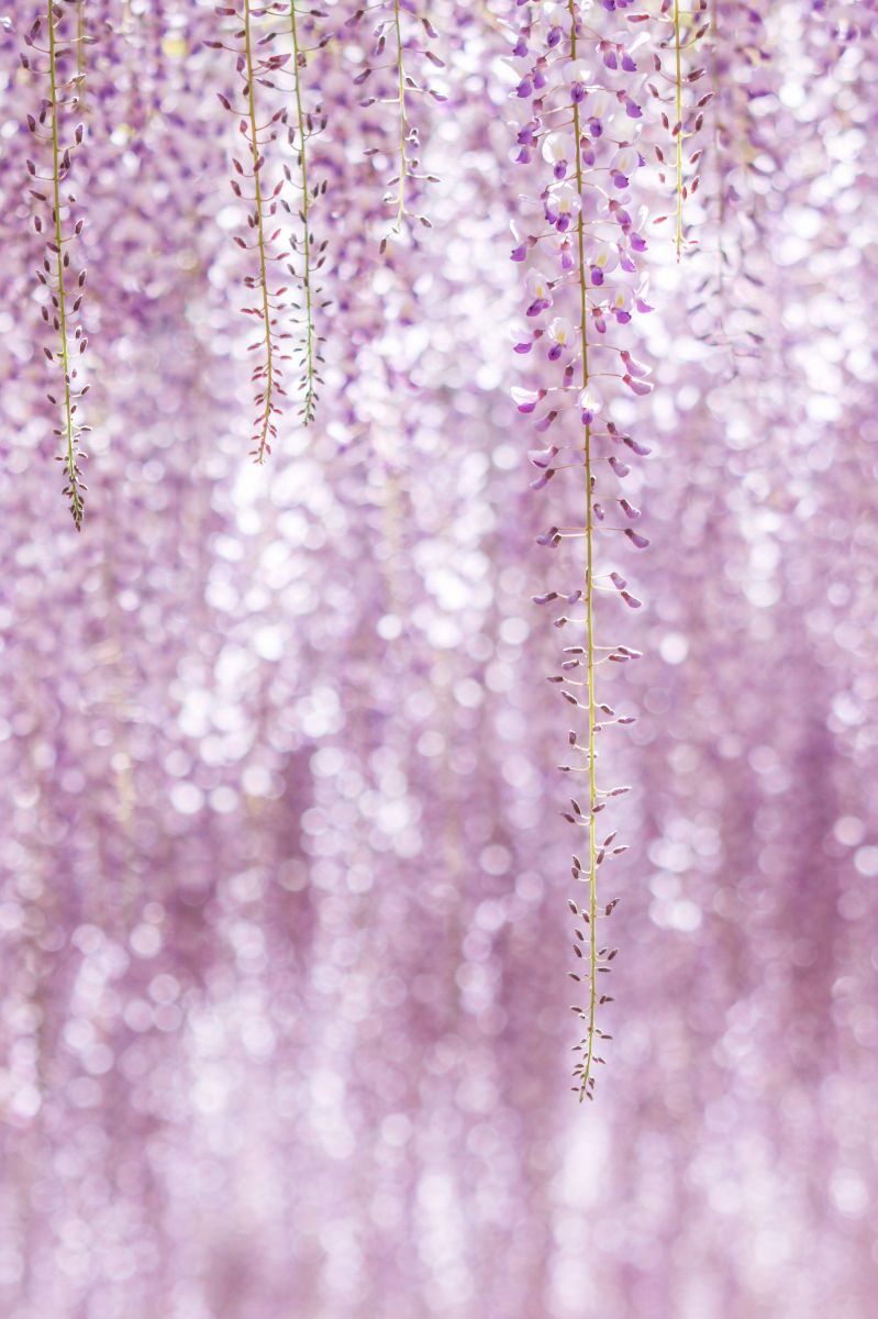 優しさ 植物 花 花びら Ganref