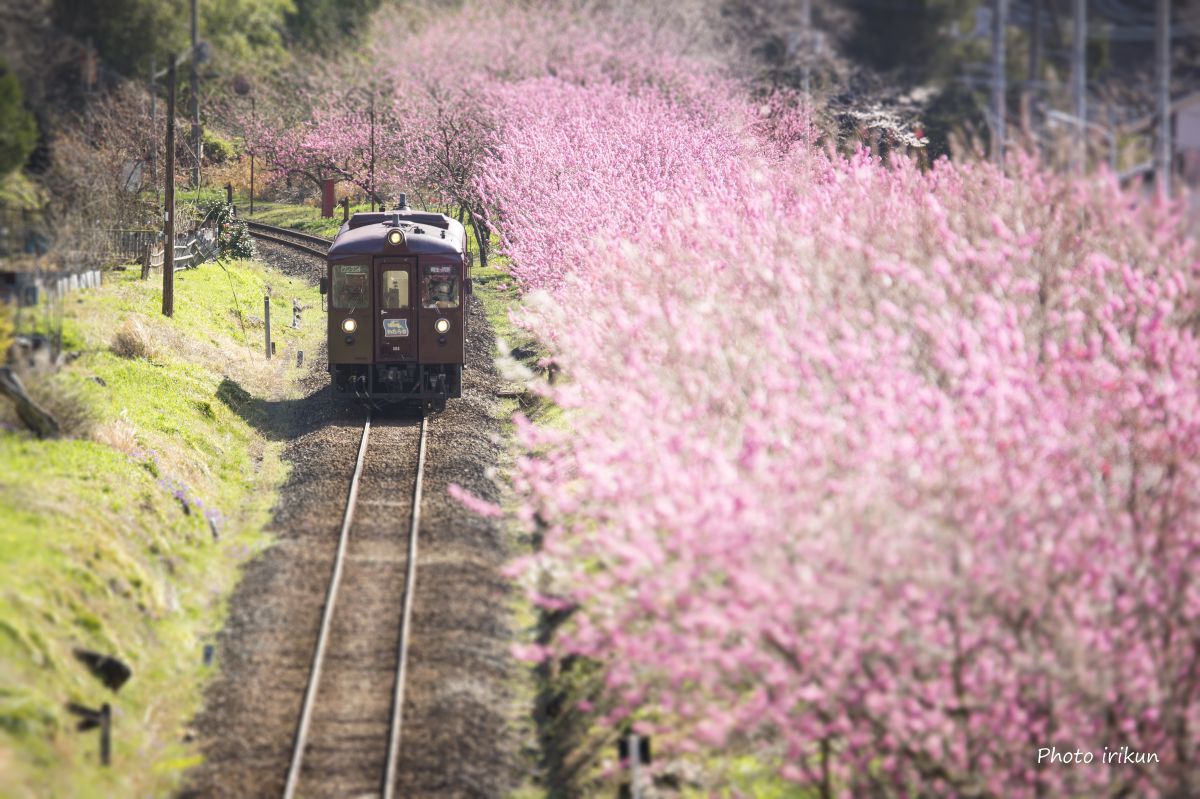 APO 120-300mm F2.8 EX DG OS HSMで撮影された写真 | 写真検索 APO 120-300mm F2.8 EX DG OS HSMで撮影された写真 | 写真検索