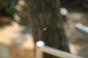 ホバリングする虫 動物 虫 昆虫 Ganref