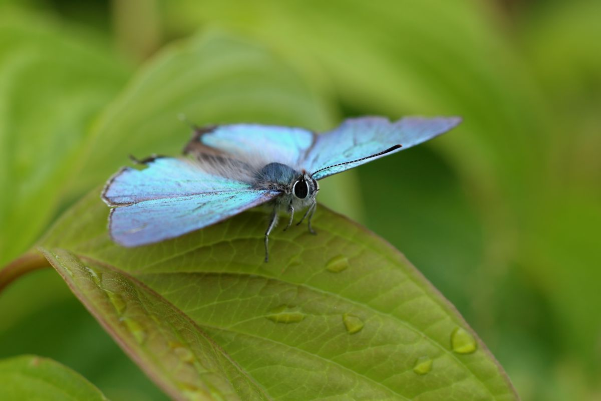 かわいい前脚 動物 虫 昆虫 Ganref