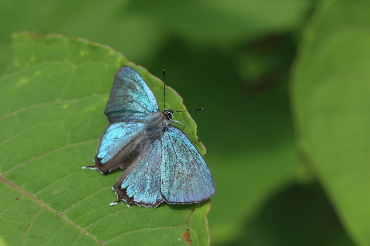 オオミドリシジミ 5 動物 虫 昆虫 Ganref