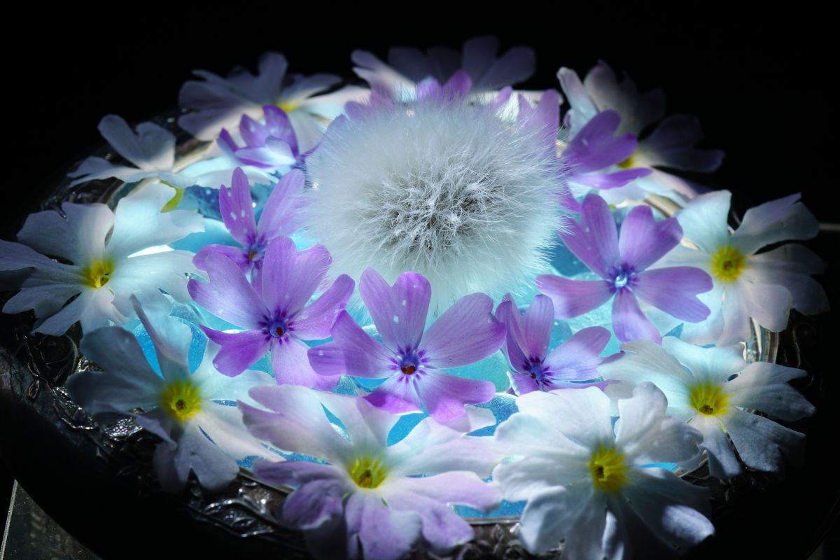 花のファンタジー 植物 花 花びら Ganref