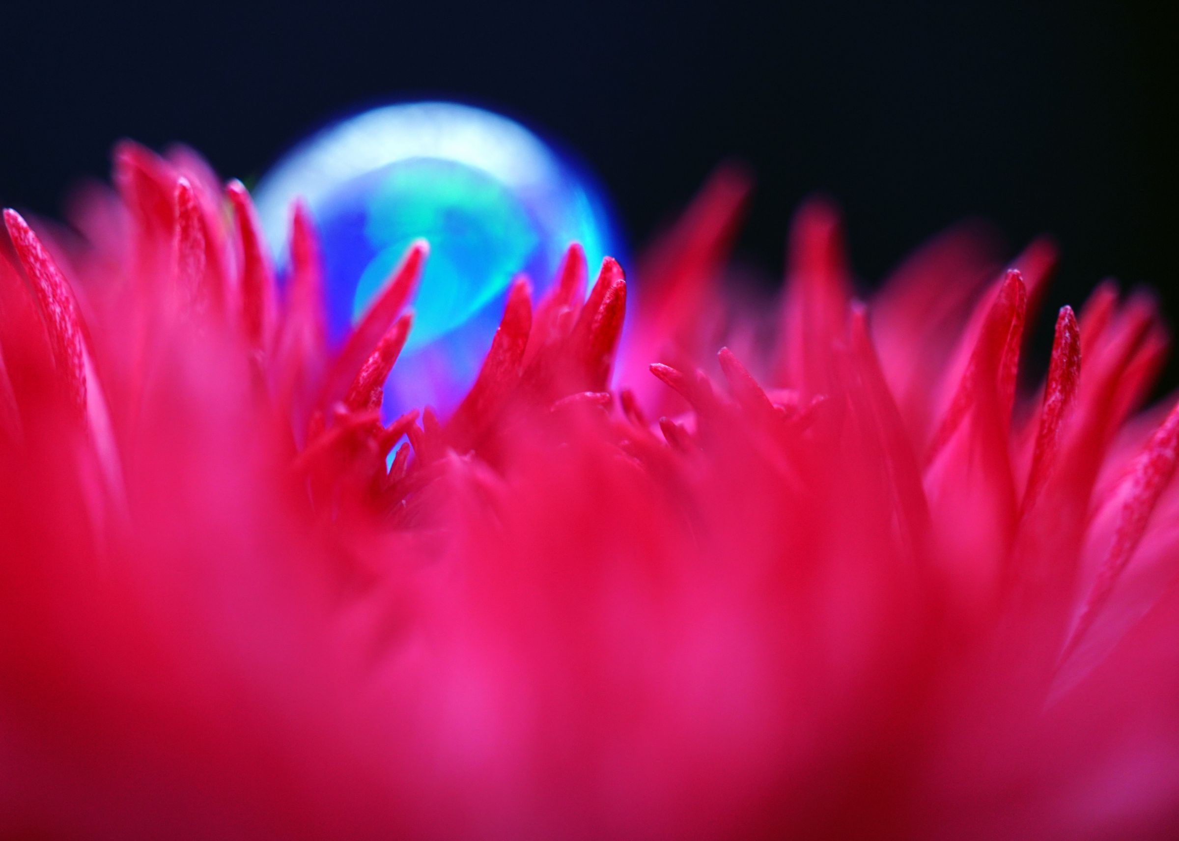 炎花 adidas ZX 8000 “Hanami” Pack Celebrates Japan and Germany's