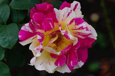 グラデーション 花 Ganref