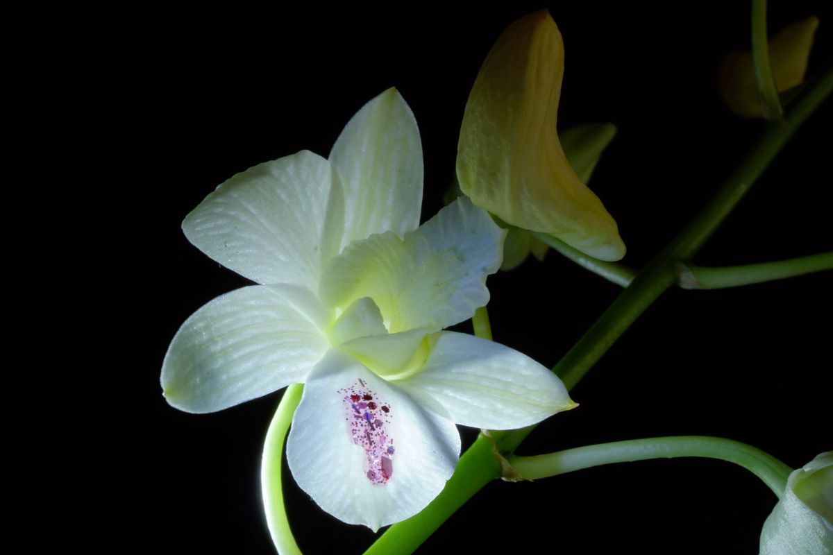 白い蘭 植物 花 花びら Ganref