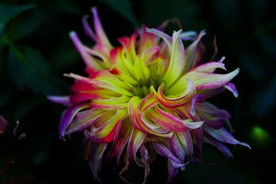 グラデーション 花 Ganref