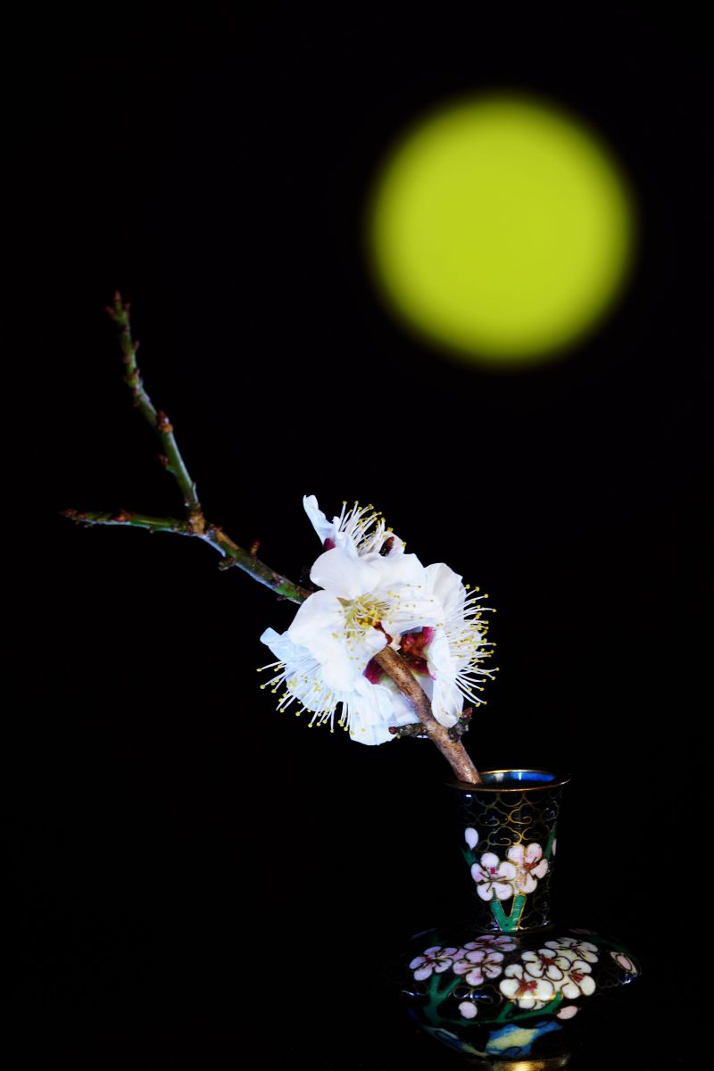 梅の花のファンタジー 植物 花 花びら Ganref