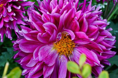 グラデーション 花 Ganref