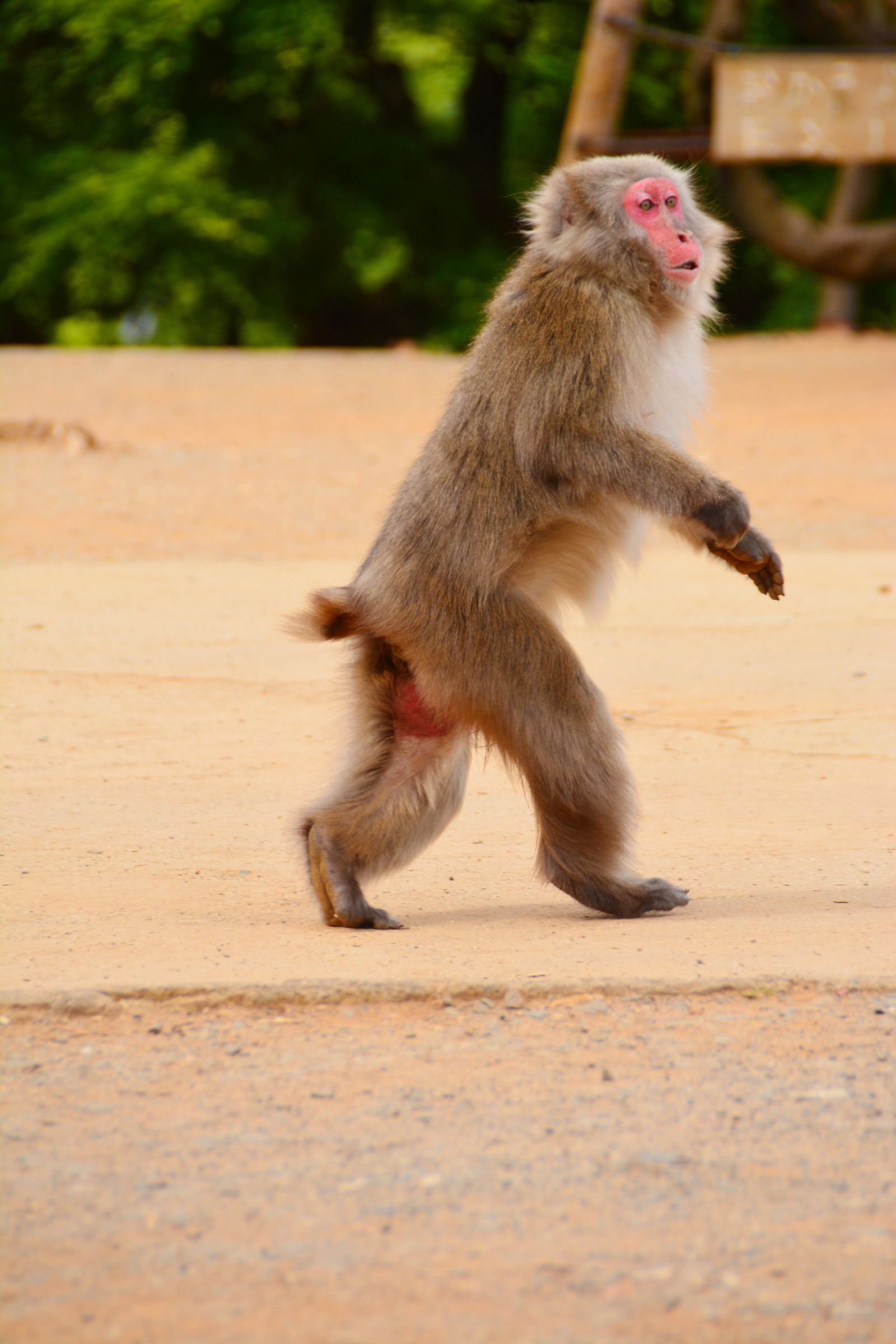 二足歩行 | GANREF