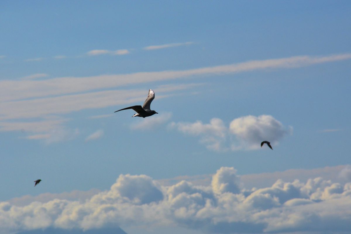 雲より高く 動物 鳥類 Ganref