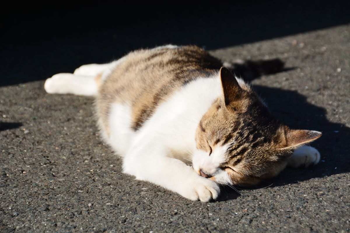疲れた 動物 猫 Ganref