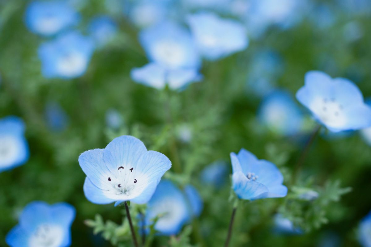 AF MACRO 50mm F2.8で撮影された写真 | 写真検索 | GANREF