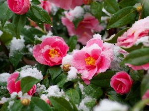 雪椿です 日本花キ流通 予約販売 雪椿 八重咲き椿 くす玉 12cmポット 開花