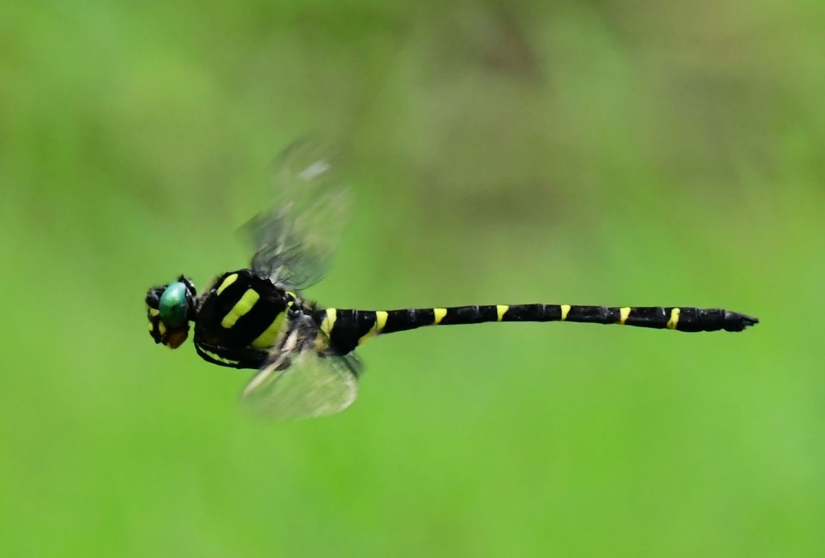 飛ぶ 動物 虫 昆虫 Ganref