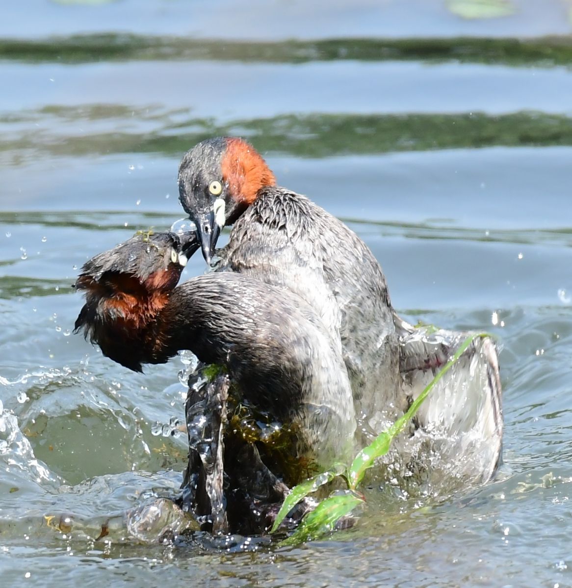 頑張れ パパ ママ もう何が何だか 動物 鳥類 Ganref
