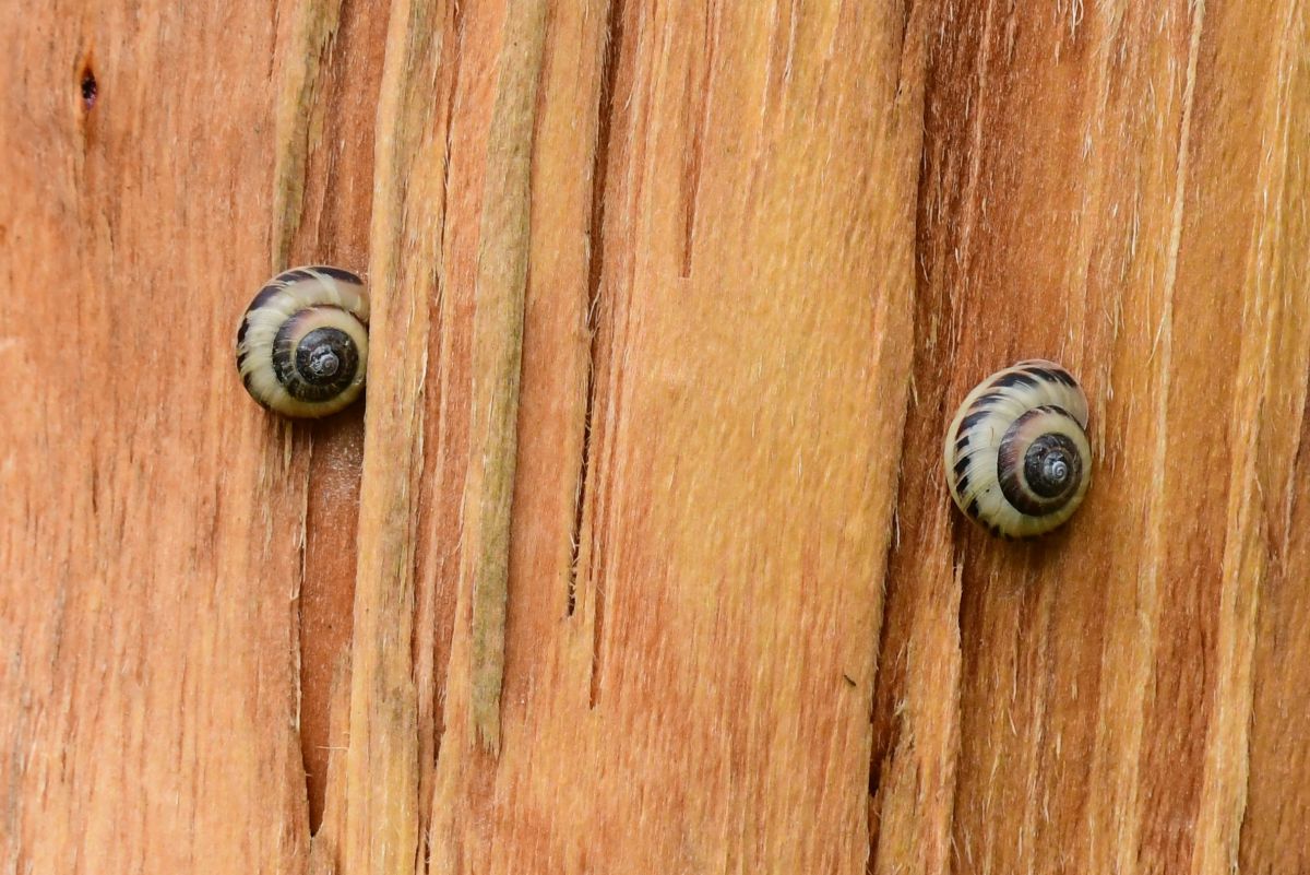 目が回るよ 動物 その他の陸の生物 Ganref 目が回るよ 動物 その他の陸の生物 Ganref