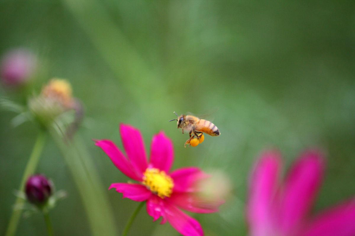 花粉団子２ Jpg 動物 虫 昆虫 Ganref