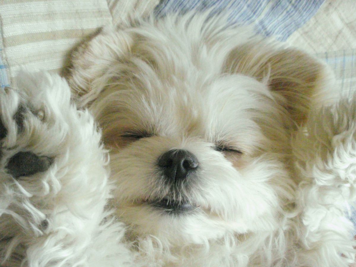 ばんざいねんね 動物 犬 Ganref