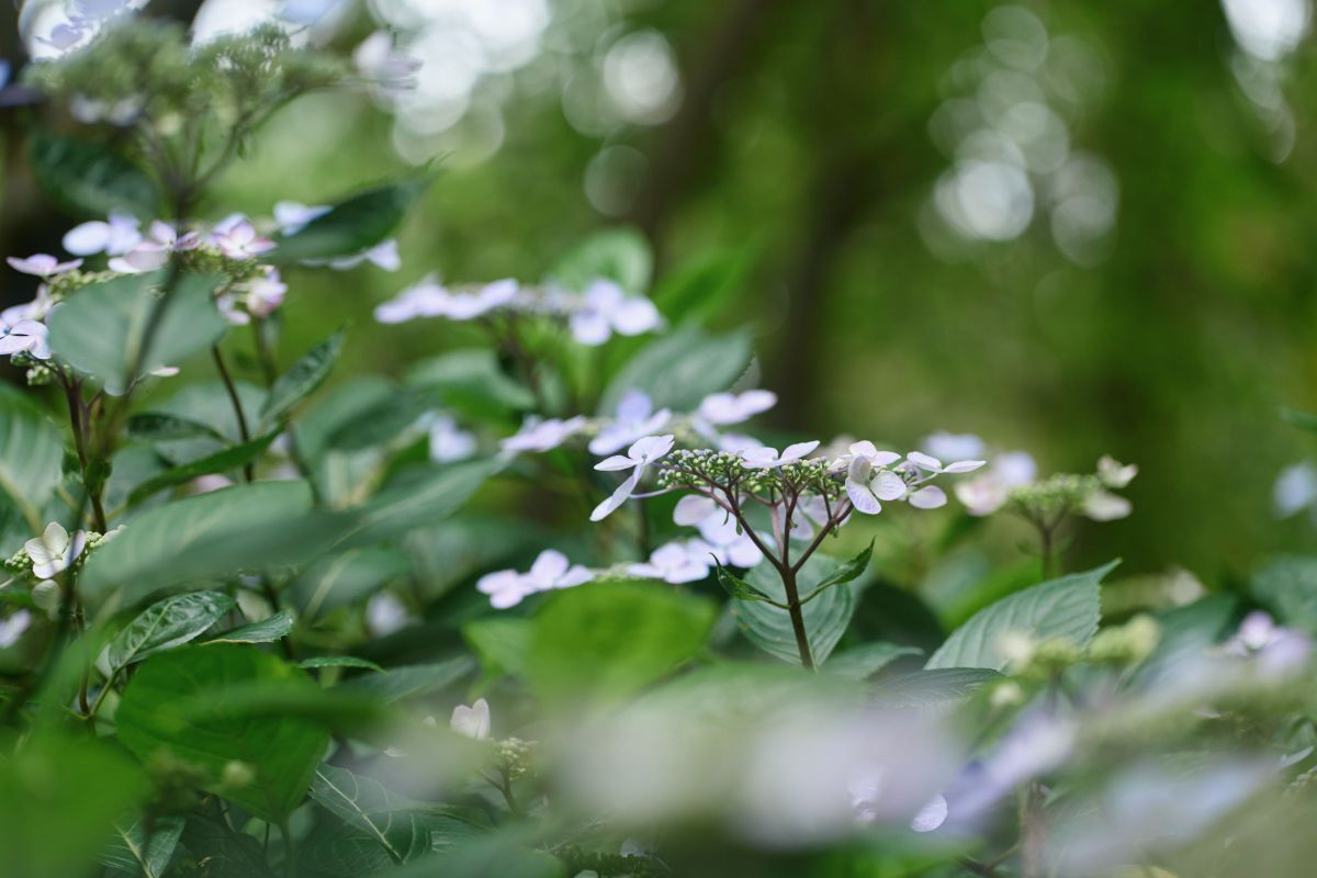 LUMIX S 100mm F2.8 MACROで撮影された写真 | 写真検索 | GANREF