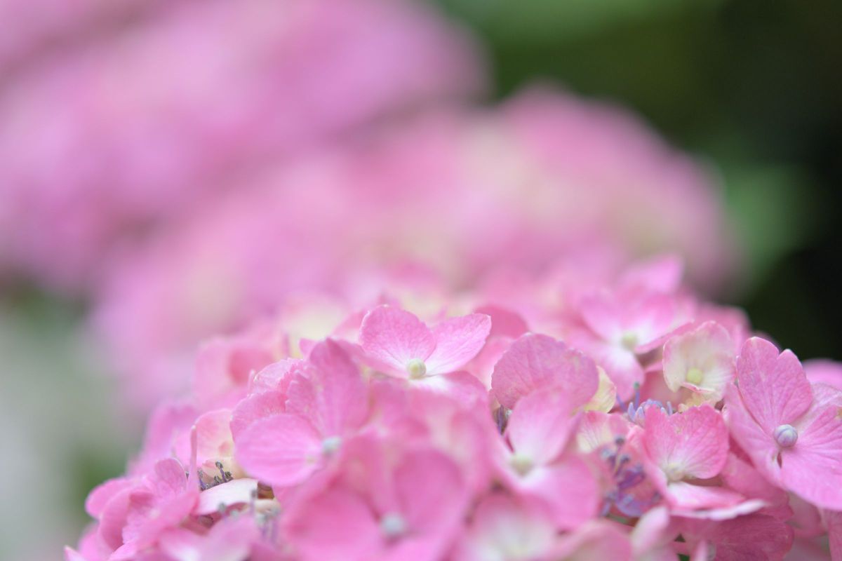 元気な女性にはピンクの紫陽花を 植物 花 花びら Ganref
