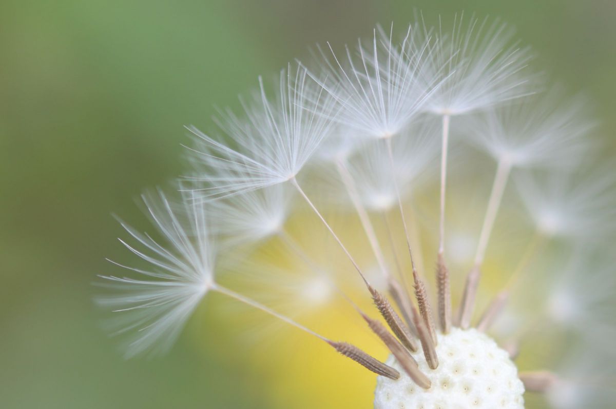 タンポポの詩 GANREF