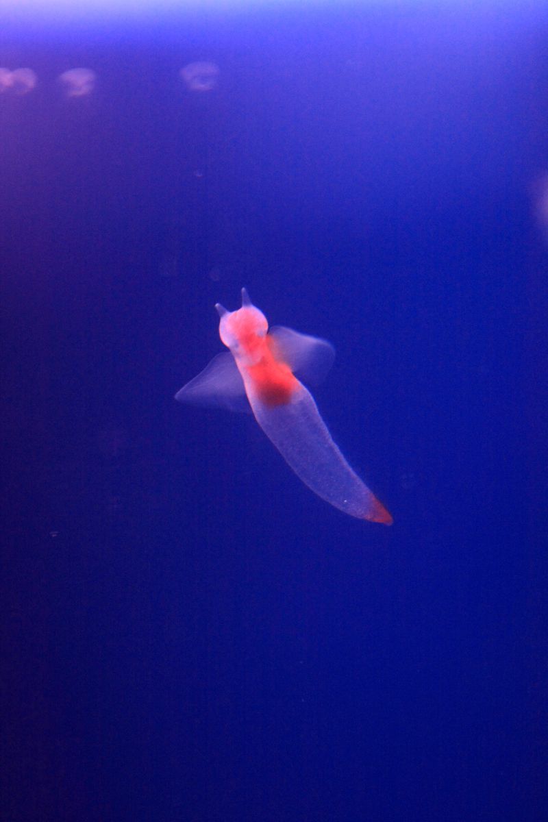流氷の天使 動物 その他の海の生物 Ganref