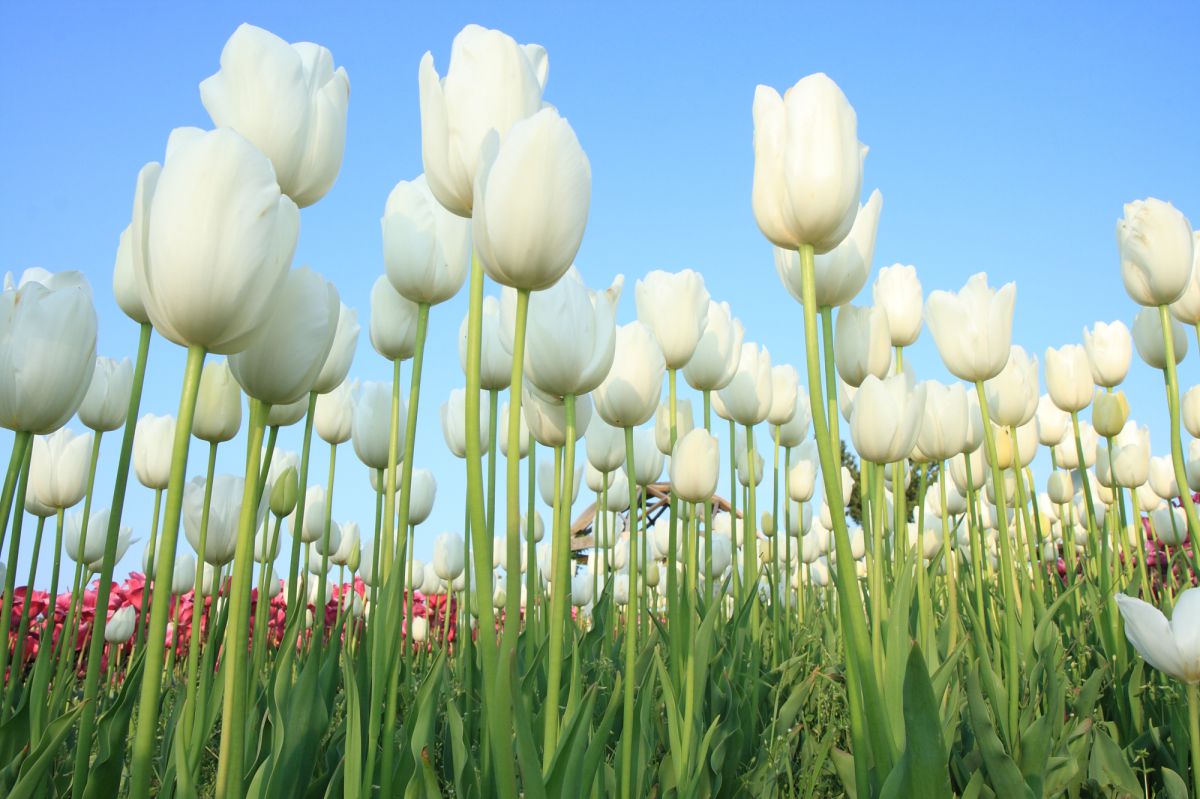 親指姫の世界 植物 花 花びら Ganref