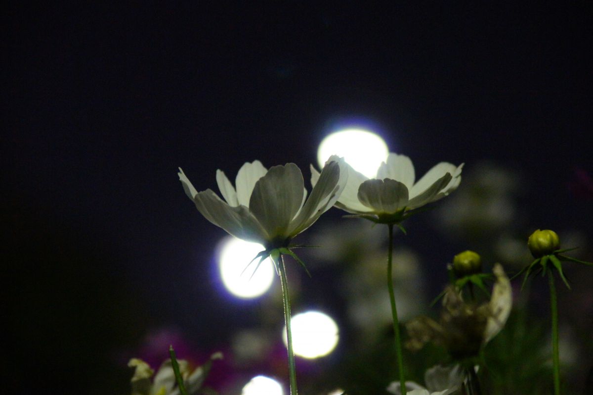 夜の花 植物 花 花びら Ganref