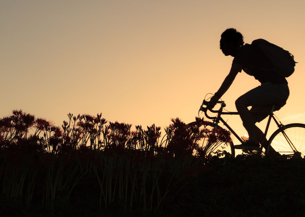 秋走 植物 花 花びら Ganref