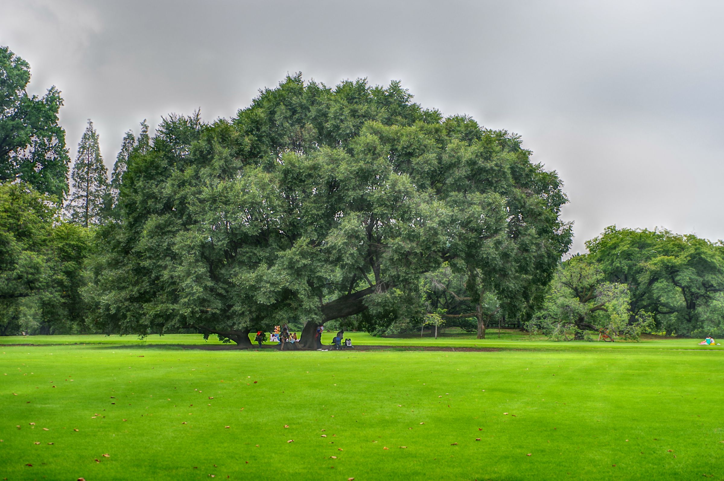 この木なんの木不気味な木 日立のCM「この木なんの木♪」で有名なハワイのモンキーポッド