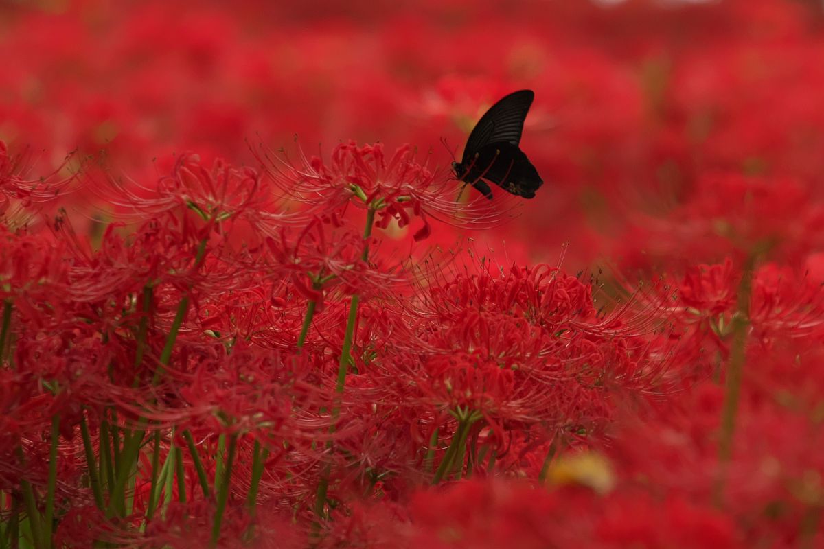 赤い海 植物 花 花びら Ganref