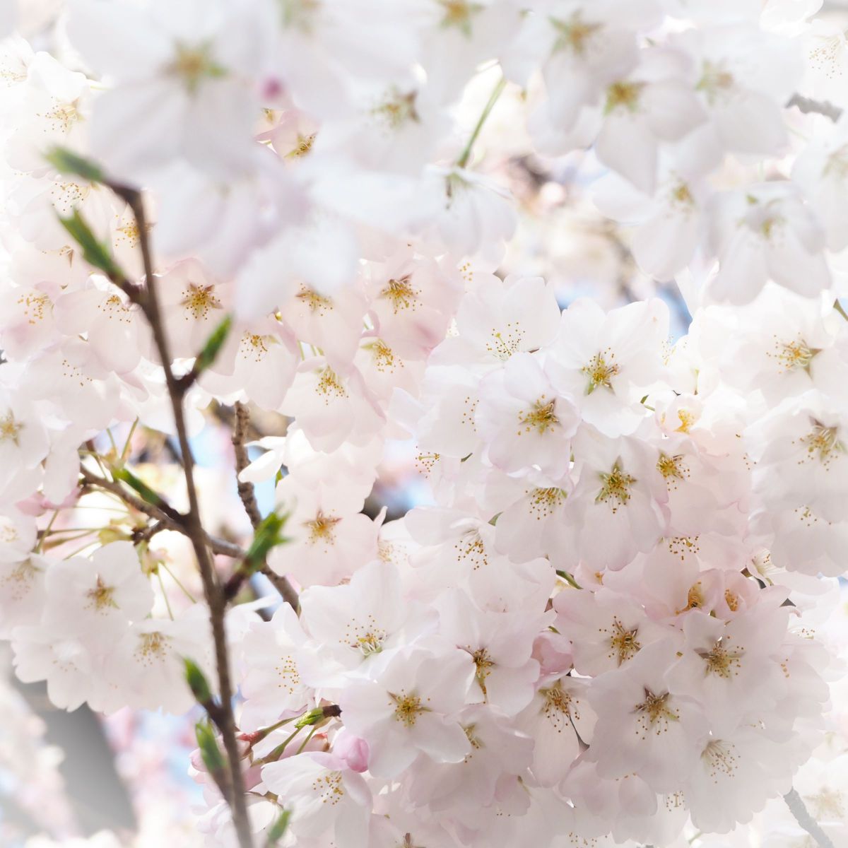 優しい光 植物 桜 Ganref 優しい光 植物 桜 Ganref