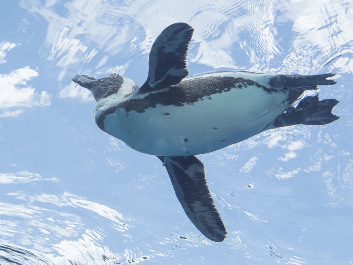 空飛ぶペンギン 動物 爬虫類 両生類 Ganref