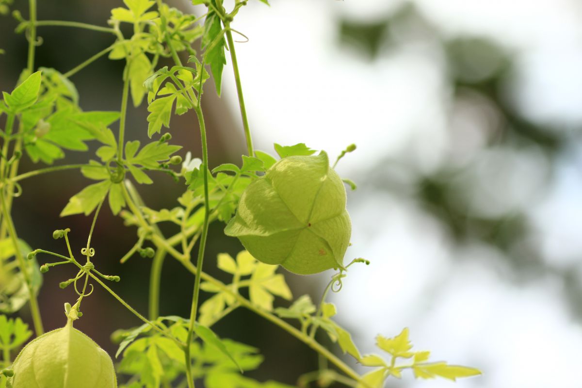 フウセンカズラ 植物 実 果実 Ganref フウセンカズラ 植物 実 果実 Ganref