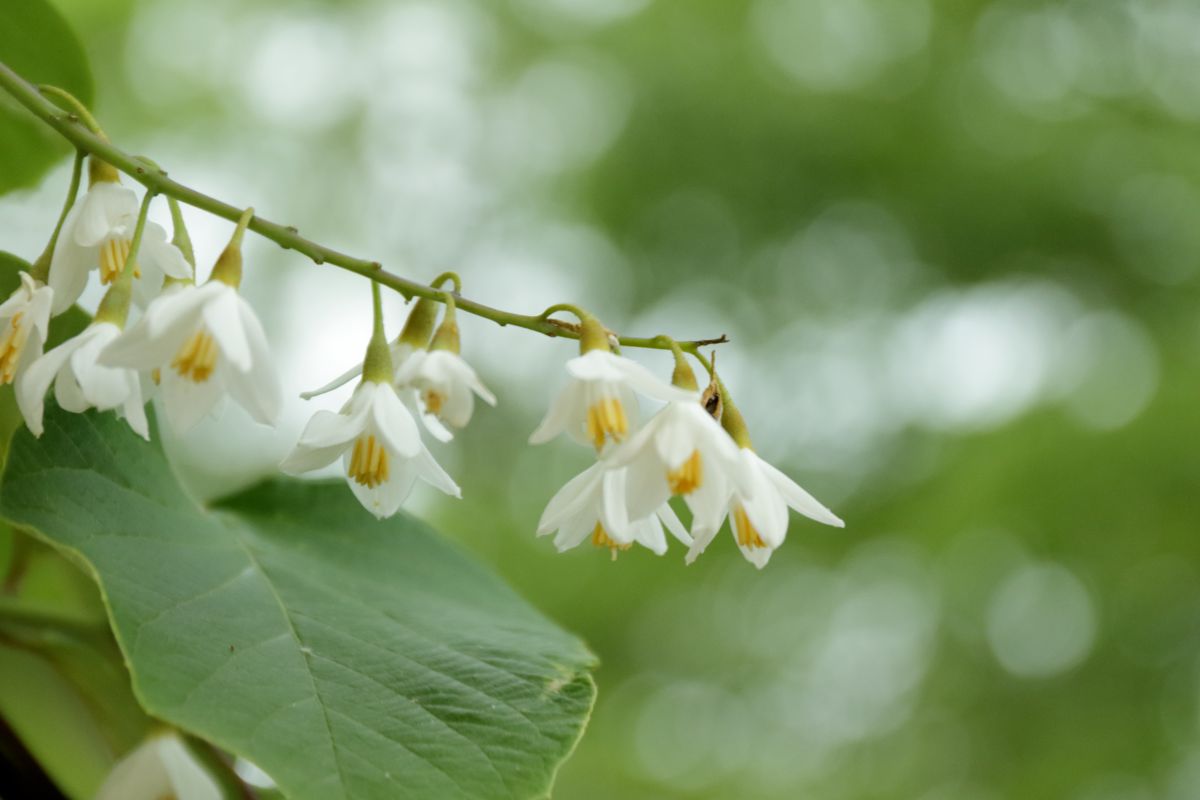 名もなき花 植物 花 花びら Ganref