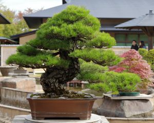 s*r様 フォロワー100人記念　サービスオークション3日目　黒松　古い　樹高 20240522-_DSC4066-Edit.jpg
