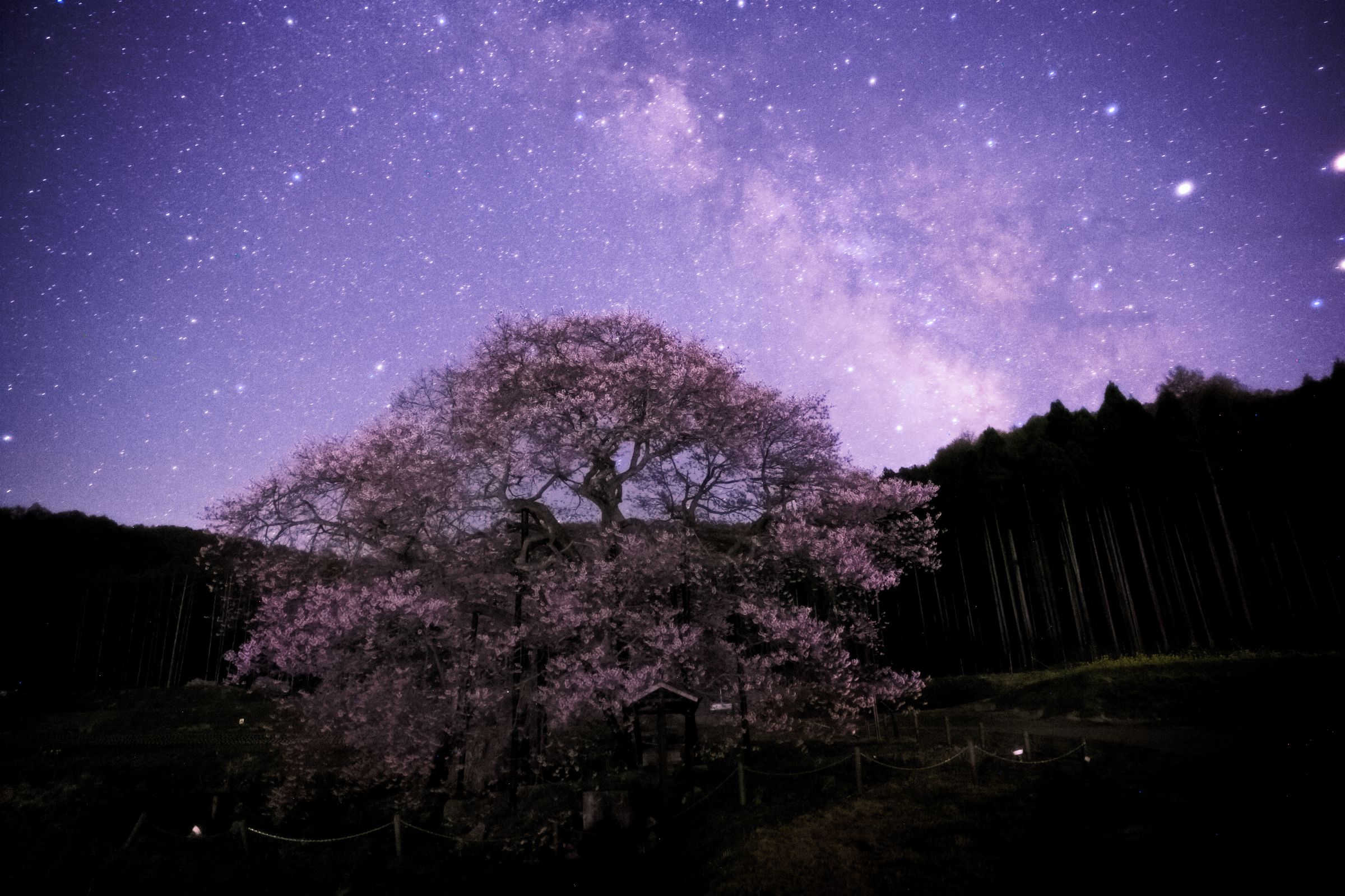 春の夜に咲く桜と銀河 | GANREF